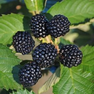 Malina Czarna Black Jevel Bezkolcowa