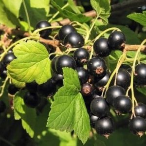Porzeczka Czarna