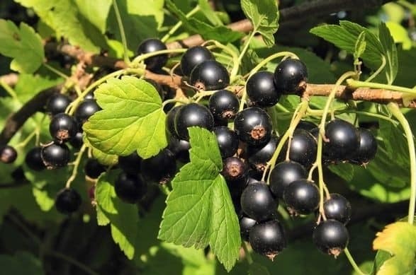 Porzeczka Czarna