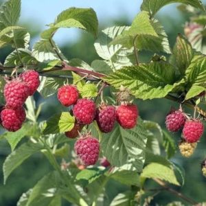 Malina czerwona JESIENNA ( powtarzająca owocowanie)