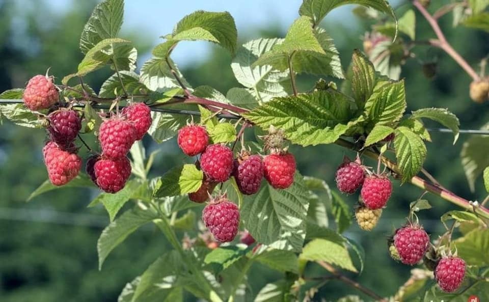 Malina czerwona JESIENNA ( powtarzająca owocowanie)