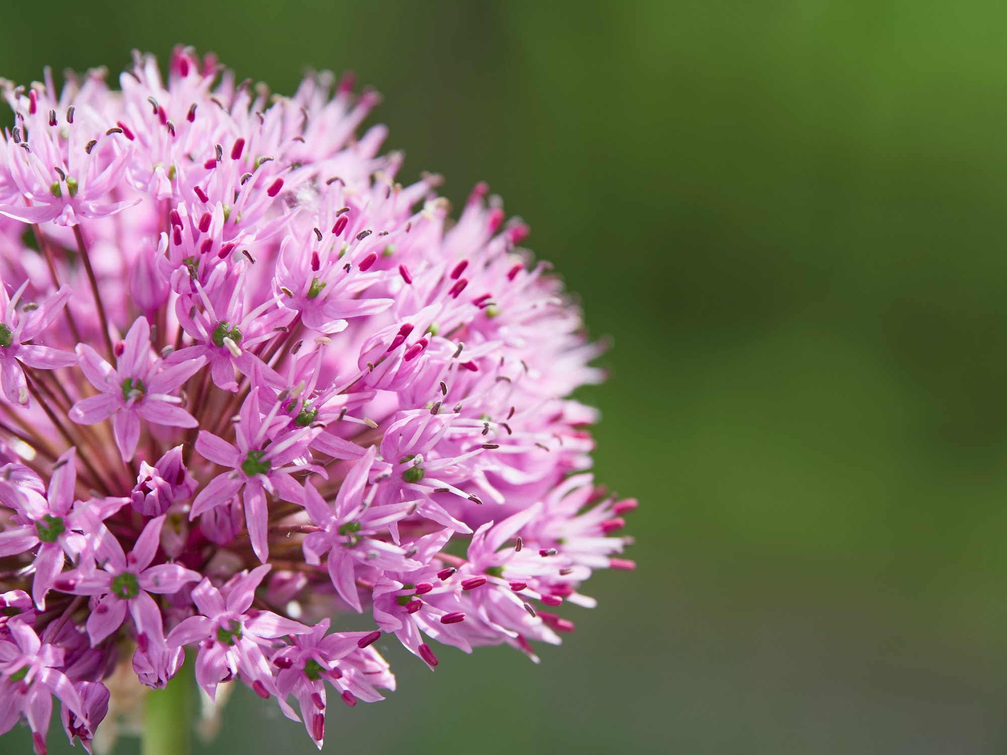 Flowering ornamental onion in garden.