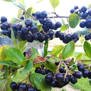 Aronia GALICJANKA