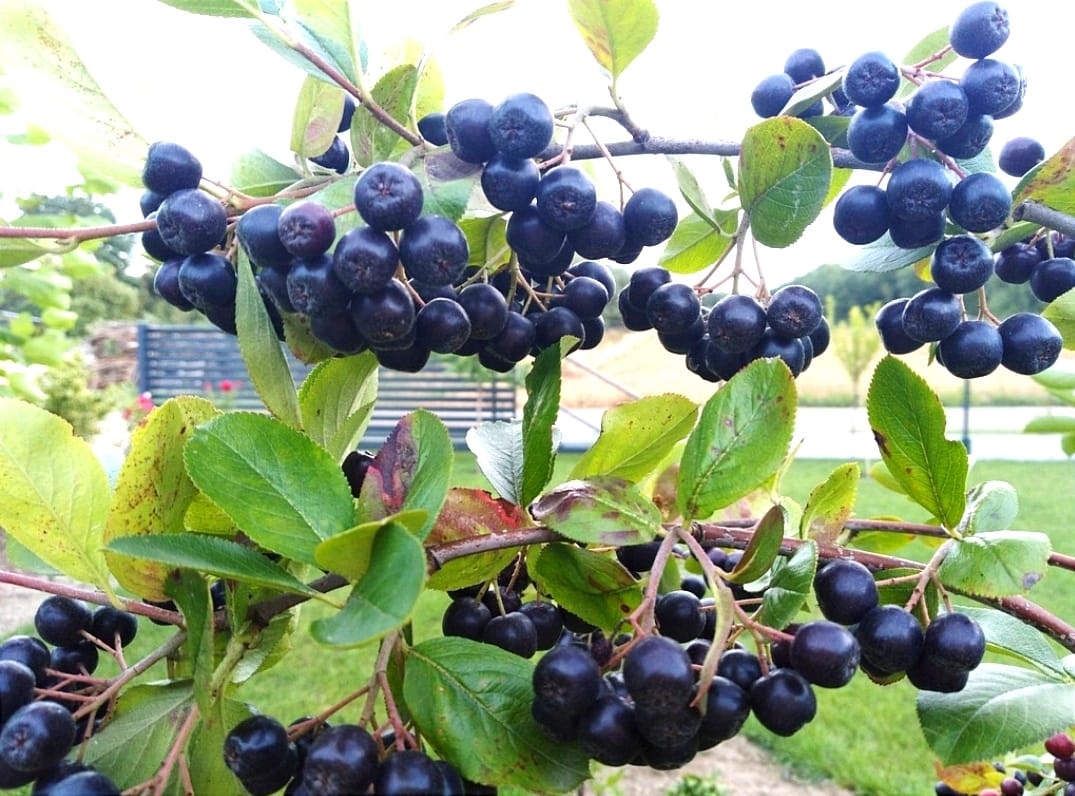 Aronia GALICJANKA