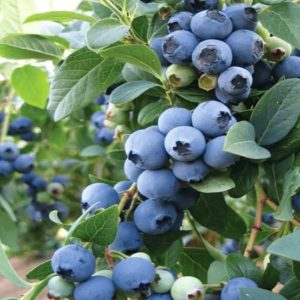 BORÓWKA AMERYKAŃSKA BLUECROP