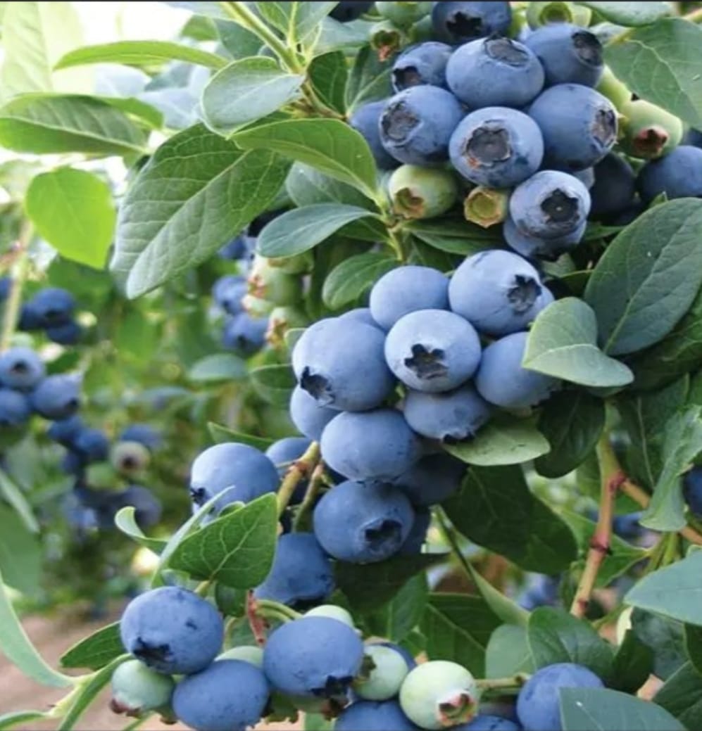BORÓWKA AMERYKAŃSKA BLUECROP