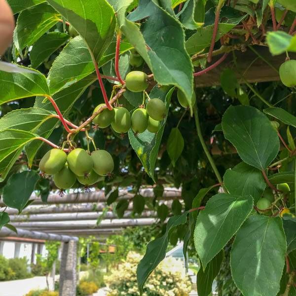 MINI KIWI ISSAI